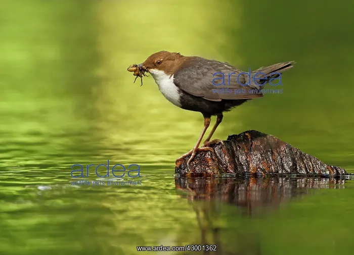 : White-throated Dipper adult at river with prey : White-throated Dipper adult at river with prey