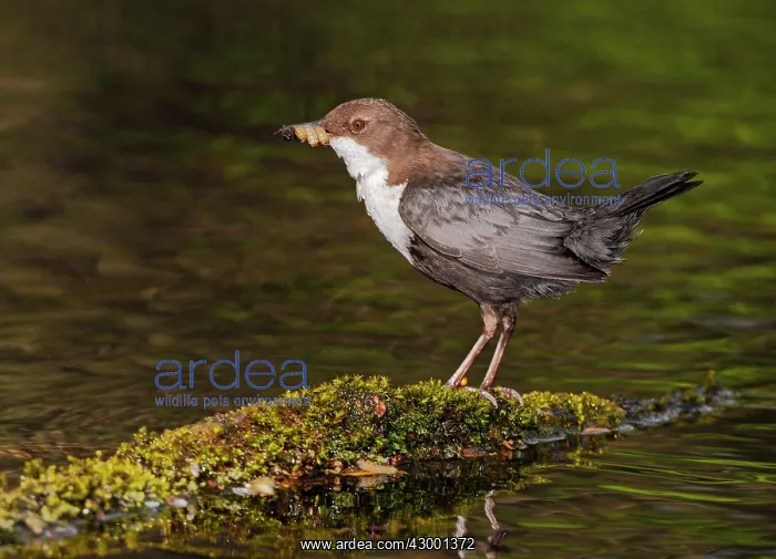  : White-throated Dipper adult at river with prey