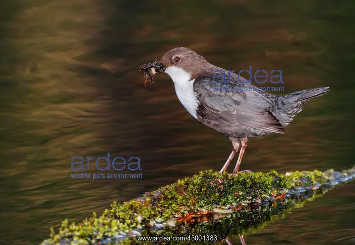 : White-throated Dipper adult at river with prey : White-throated Dipper adult at river with prey
