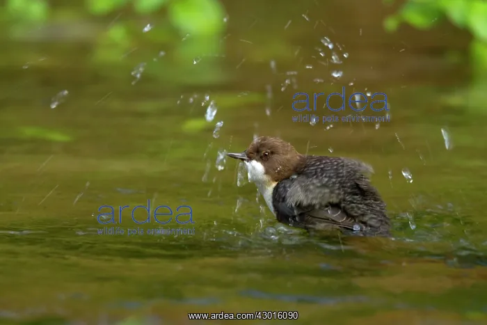 : White-throated Dipper bathing in creek Autumn : White-throated Dipper bathing in creek Autumn