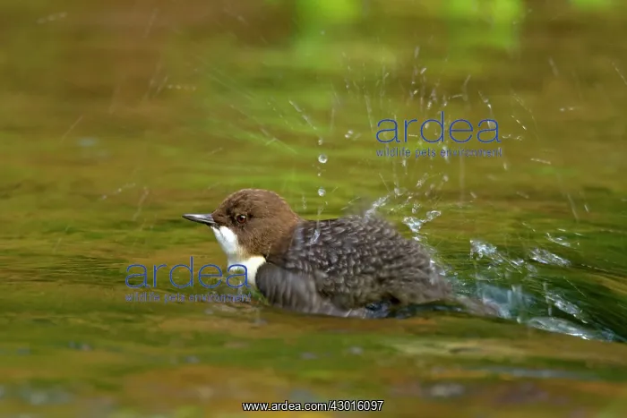 : White-throated Dipper bathing in creek Autumn : White-throated Dipper bathing in creek Autumn