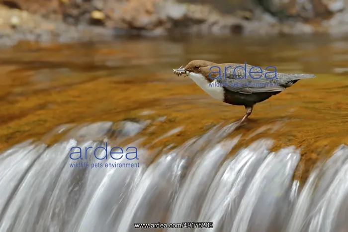 : White-throated Dipper, Cinclus cinclus : White-throated Dipper, Cinclus cinclus