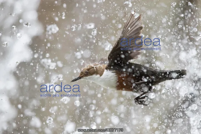 : White-throated Dipper (Cinclus cinclus) flies through : White-throated Dipper (Cinclus cinclus) flies through