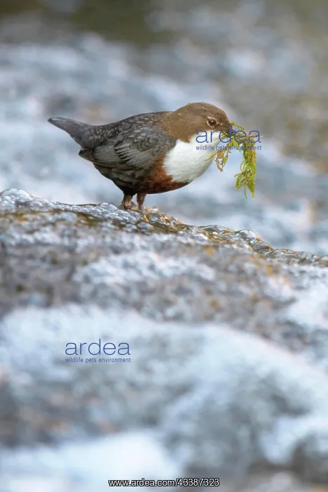 : White-throated Dipper (Cinclus cinclus), standing : White-throated Dipper (Cinclus cinclus), standing