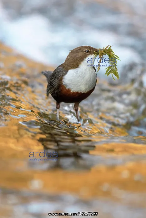  : White-throated Dipper (Cinclus cinclus), standing