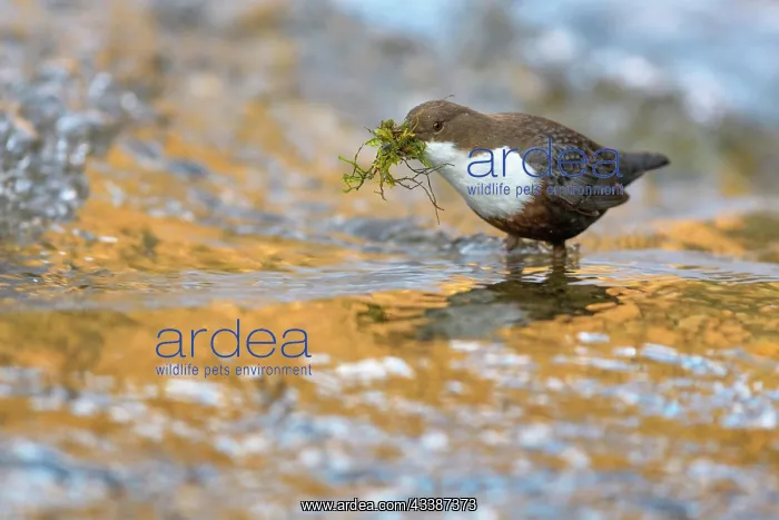 : White-throated Dipper (Cinclus cinclus), standing : White-throated Dipper (Cinclus cinclus), standing