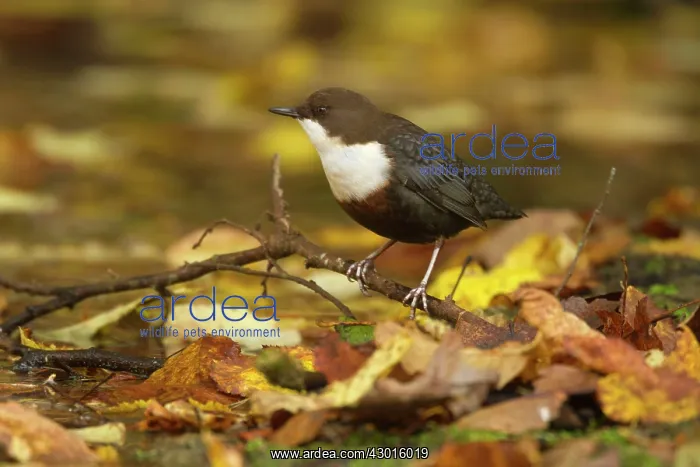 : White-throated Dipper by creek Autumn : White-throated Dipper by creek Autumn