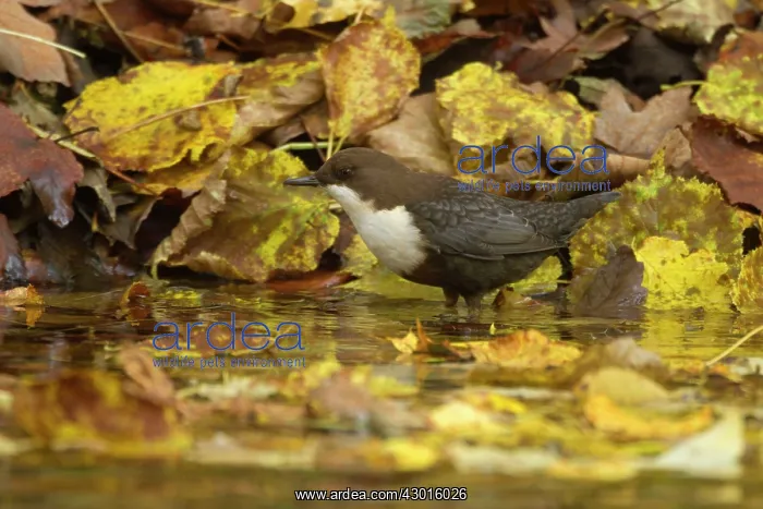 : White-throated Dipper by creek Autumn : White-throated Dipper by creek Autumn