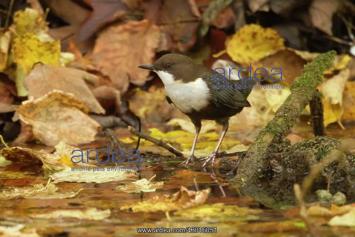 : White-throated Dipper by creek Autumn : White-throated Dipper by creek Autumn