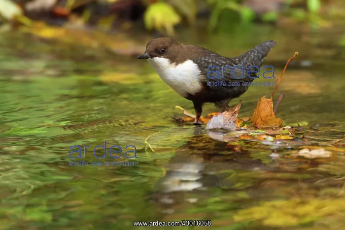 : White-throated Dipper by creek Autumn : White-throated Dipper by creek Autumn