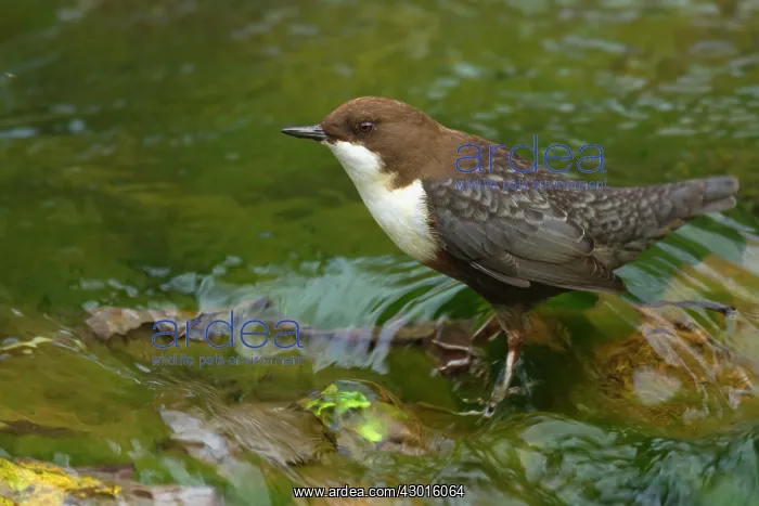 : White-throated Dipper by creek Autumn : White-throated Dipper by creek Autumn