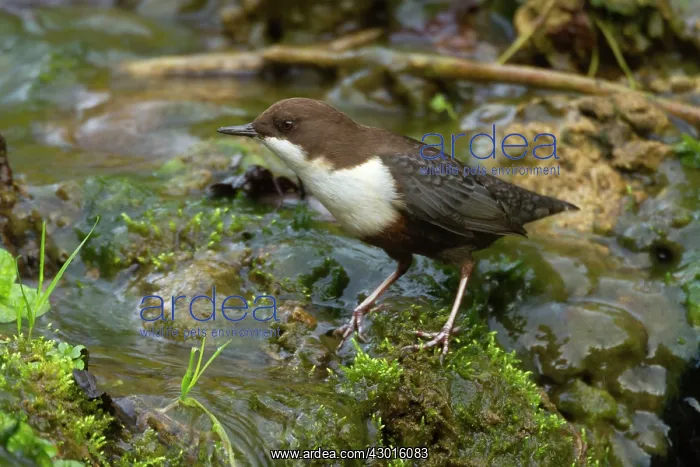 : White-throated Dipper by creek Autumn : White-throated Dipper by creek Autumn