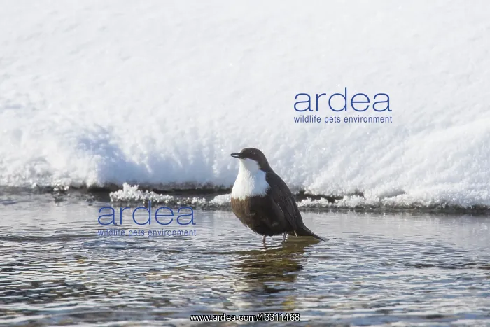 : White-throated Dipper, European Dipper - adult : White-throated Dipper, European Dipper - adult