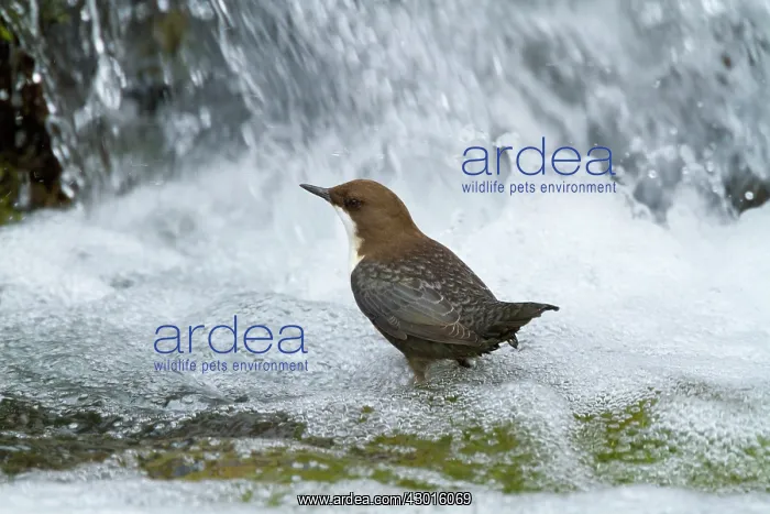 : White-throated Dipper by little waterfall Autumn : White-throated Dipper by little waterfall Autumn