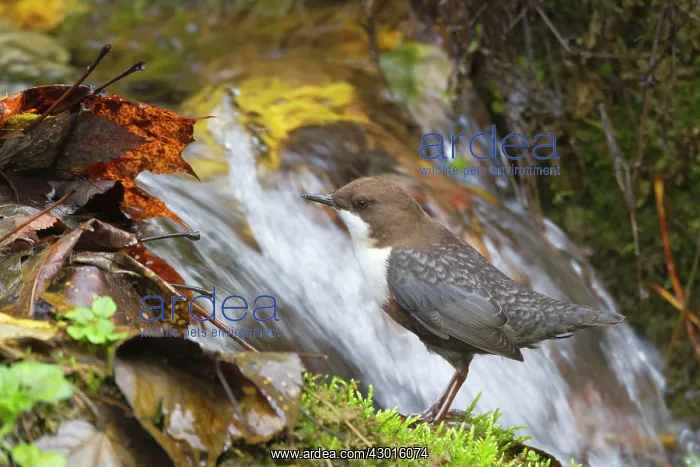 : White-throated Dipper by little waterfall Autumn : White-throated Dipper by little waterfall Autumn