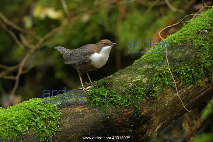 : White-throated Dipper on moss covered branch Autumn : White-throated Dipper on moss covered branch Autumn