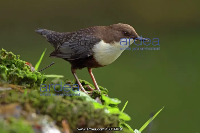: White-throated Dipper on moss covered rock Autumn : White-throated Dipper on moss covered rock Autumn
