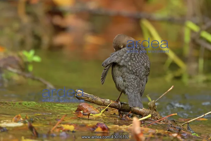 : White-throated Dipper preening by creek Autumn : White-throated Dipper preening by creek Autumn