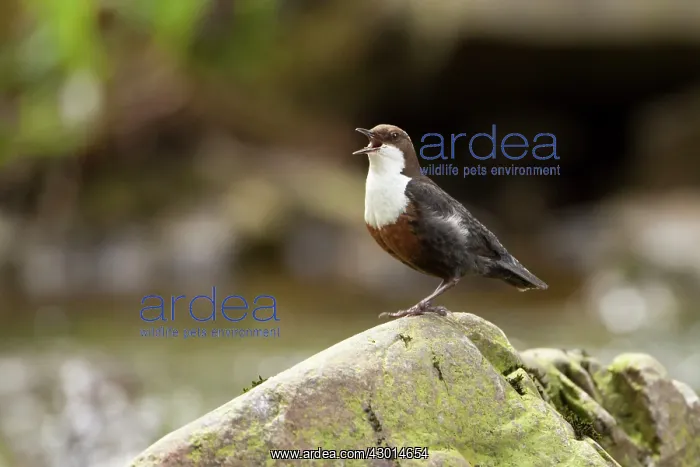 : White Throated Dipper standing on rock singing : White Throated Dipper standing on rock singing