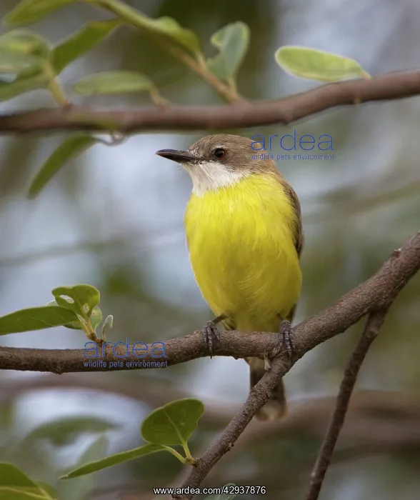 : White-throated Gerygone : White-throated Gerygone