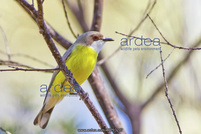  : White-throated Gerygone