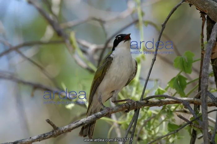  : White-throated Honeyeater
