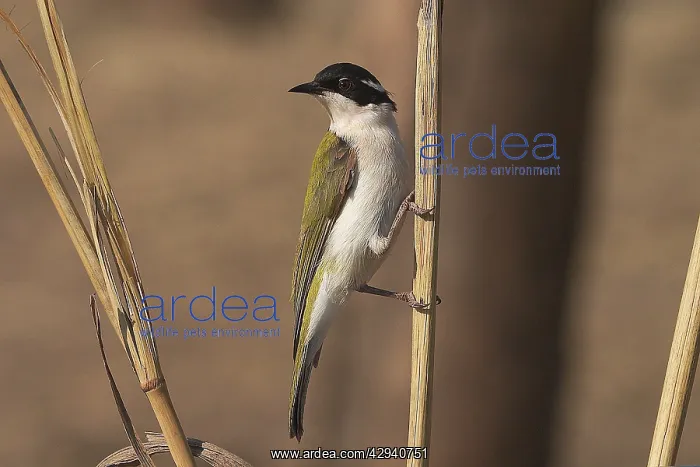 : White-throated Honeyeater : White-throated Honeyeater