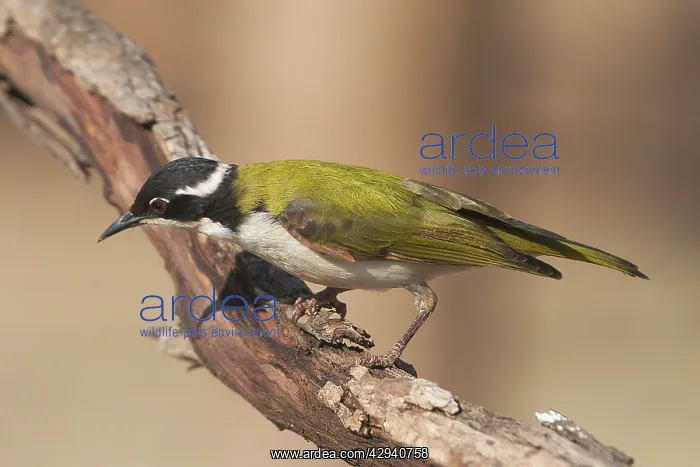 : White-throated Honeyeater : White-throated Honeyeater