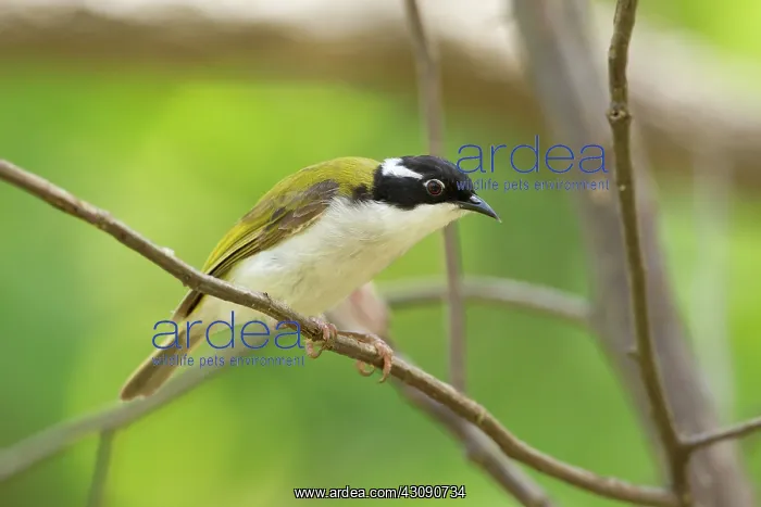 : White-throated Honeyeater : White-throated Honeyeater