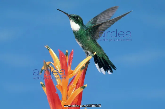 : White-throated Hummingbird : White-throated Hummingbird