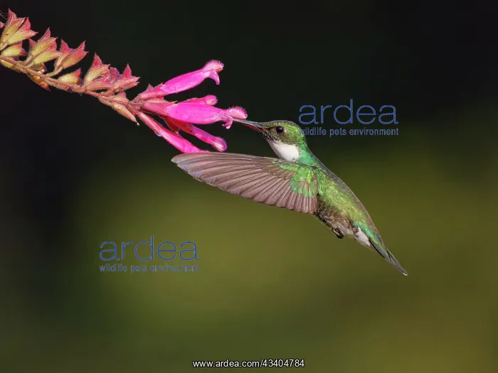 : White Throated Hummingbird feeding at flower Leucochloris : White Throated Hummingbird feeding at flower Leucochloris