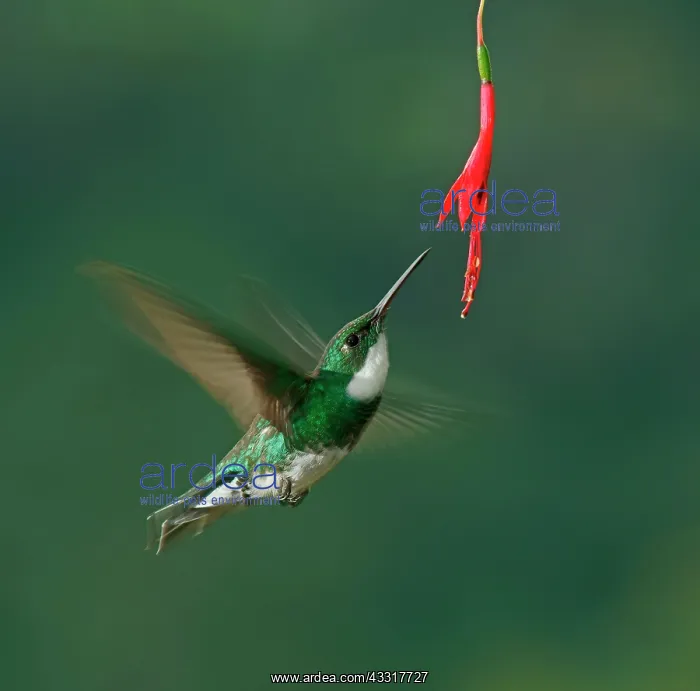 : White-throated hummingbird (Leucochloris albicollis) : White-throated hummingbird (Leucochloris albicollis)