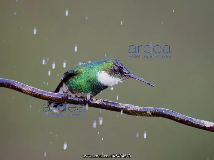 : White Throated Hummingbird washing Leucochloris : White Throated Hummingbird washing Leucochloris