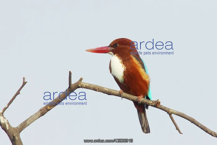 : White-Throated Kingfisher : White-Throated Kingfisher