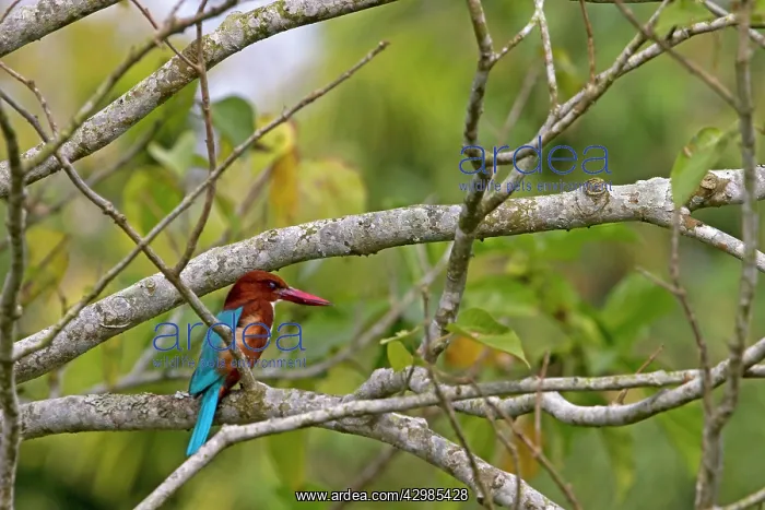 : White-throated Kingfisher : White-throated Kingfisher