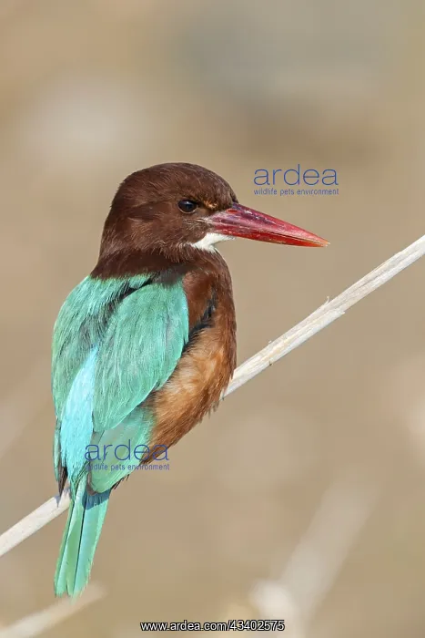 : White-throated kingfisher (Halcyon smyrnensis) : White-throated kingfisher (Halcyon smyrnensis)