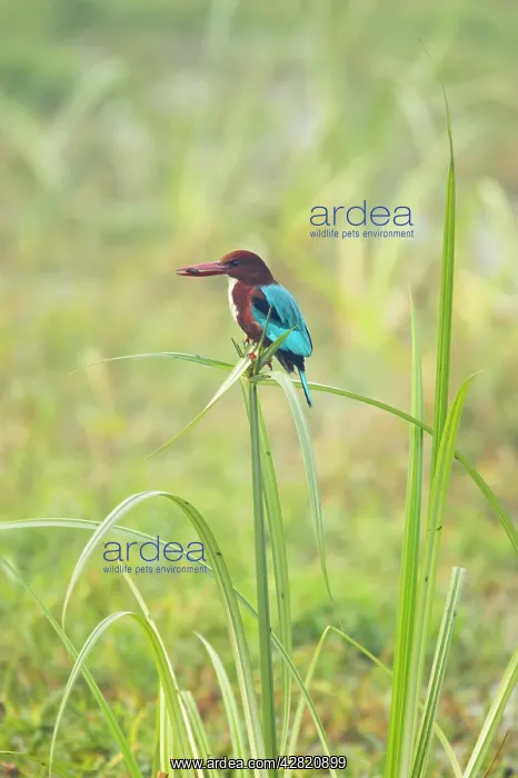 : White-Throated Kingfisher - perched on Papyrus with prey : White-Throated Kingfisher - perched on Papyrus with prey