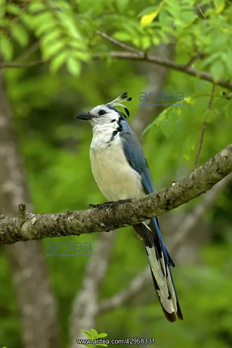 : White-throated Magpie-jay : White-throated Magpie-jay