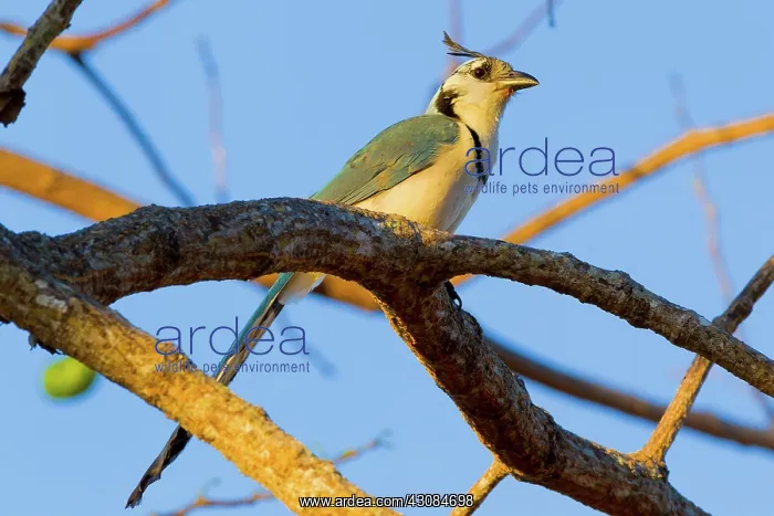 : White-throated Magpie-Jay : White-throated Magpie-Jay