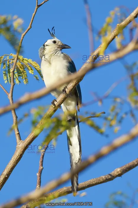 : White-throated Magpie-Jay : White-throated Magpie-Jay