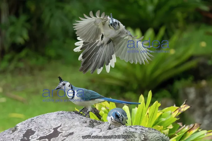 : White-throated Magpie-jay : White-throated Magpie-jay
