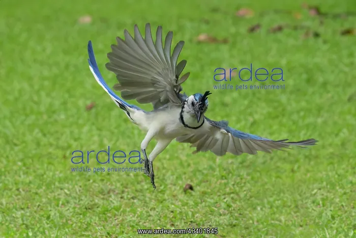 : White-throated Magpie-jay : White-throated Magpie-jay
