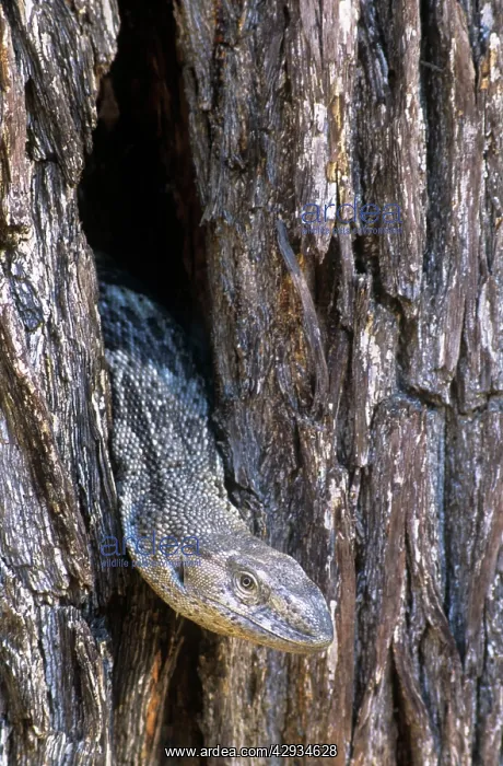 : White-throated Monitor Lizard : White-throated Monitor Lizard