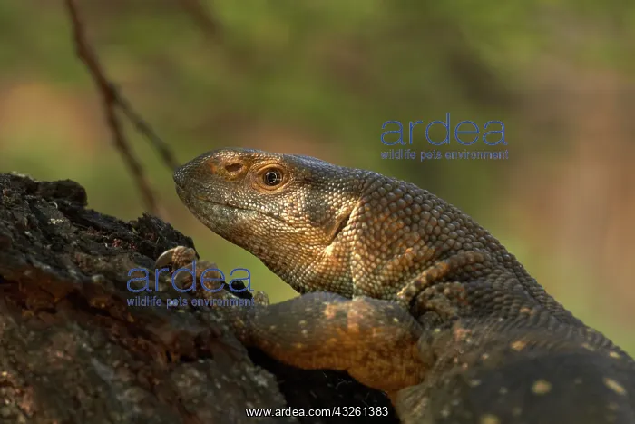 : White-throated monitor (Varanus albigularis : White-throated monitor (Varanus albigularis