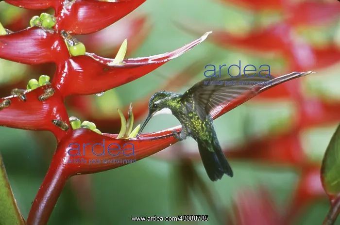 : White-throated Mountain Gem : White-throated Mountain Gem