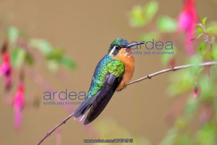 : White-throated Mountain-gem Lampornis castaneoventris : White-throated Mountain-gem Lampornis castaneoventris