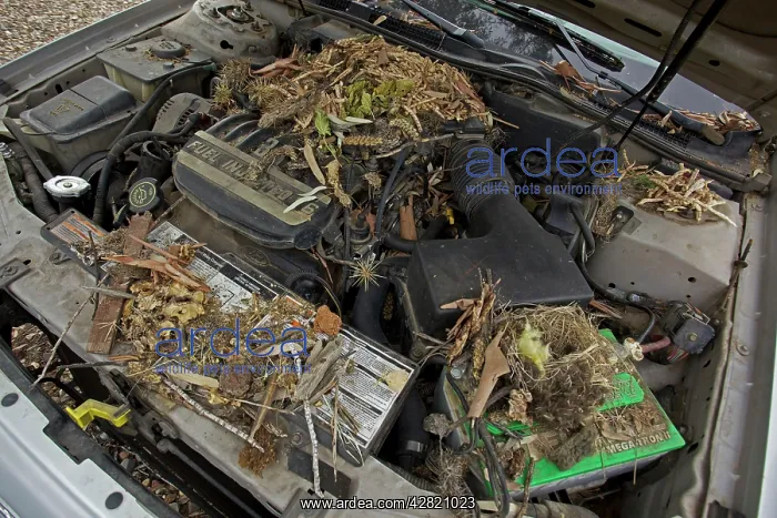 : White-throated Packrat / Woodrat - nest in engine : White-throated Packrat / Woodrat - nest in engine