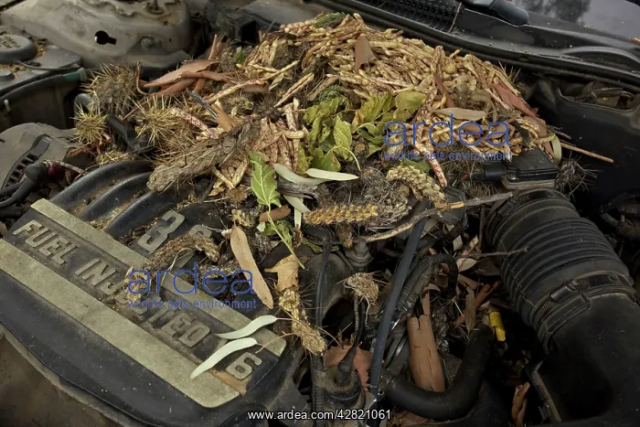 : White-throated Packrat / Woodrat - nest in engine : White-throated Packrat / Woodrat - nest in engine