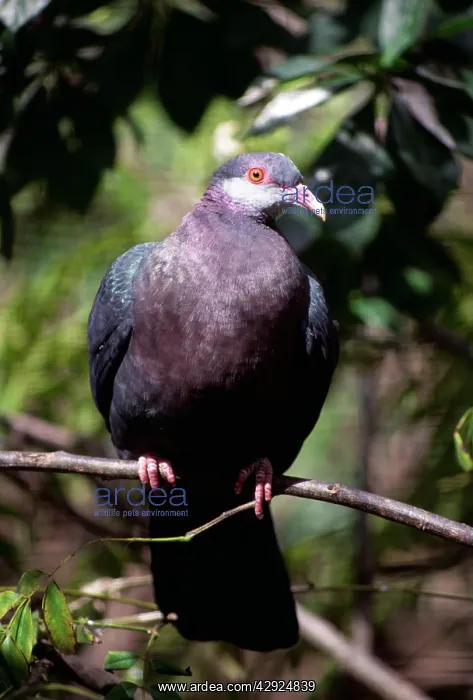 : White Throated Pigeon : White Throated Pigeon