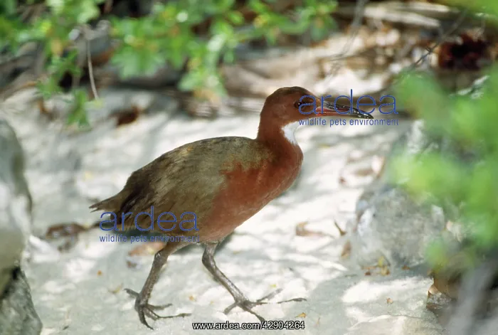 : White-throated Rail : White-throated Rail